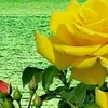 user8743786153986