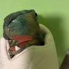 thederpydino1