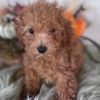 poodlesanddachshundrescu