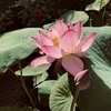 nhuy.133212