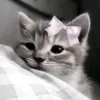 dami_un_grr1