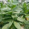 daniyaltobacco