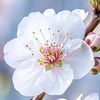 cherryphyo502