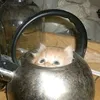 meowl1466