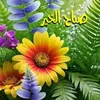 mamat.israe74