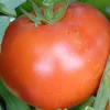 rachida0179
