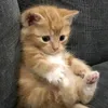 Full storys twin