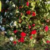 omid4527
