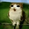 Meowl