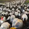 kurd24960