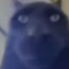 un.gato.guapo