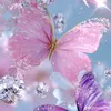 nabel.xalel289