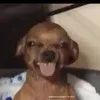 volabubuuu