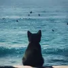 1ta1ntmehere
