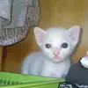 olaf.cat8