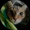 myfunnypets0