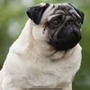 pug.lover62
