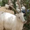 kurke_gonda