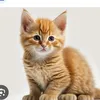 animal videos