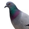pigeonposter