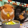 r_piggy_squad