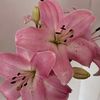 pinkrosey2008