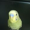 pepinillo0039