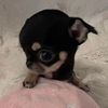 isabellalovescats2