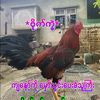 paythee3464