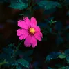 peace_0398