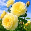 kiniem_1986