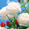 user6551988560616