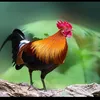 quangngngn