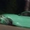 samuelwww.tiktok.com6