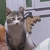 z_kl85