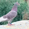 المكنزع