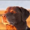 charlie_6767670