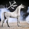 ashik.elkhaile