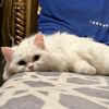 its_cattameow098
