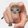 kebabittadolfinitta