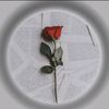 user129753033