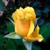 prinsessa6463