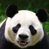 PandaHouse001