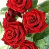 daf.com46
