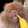 milothepom