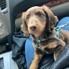 mrwinstonthewiener