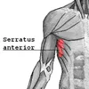 serratusanteriorglazer