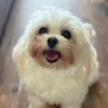 bella_the_maltese1