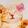 tocakitty7993