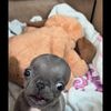 doggy5537